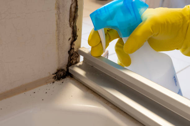 Best Black Mold Removal  in Chandler, AZ
