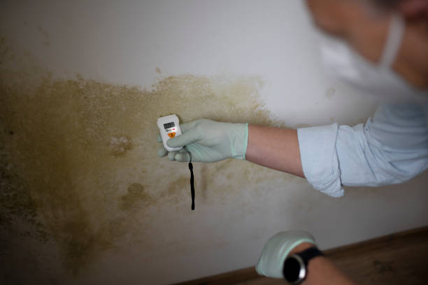 Best Attic Mold Removal  in Chandler, AZ
