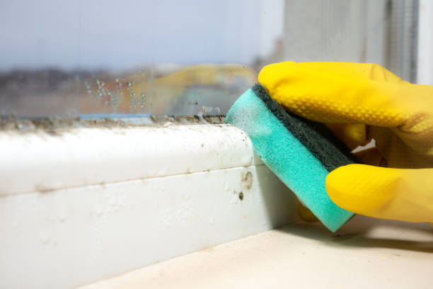 Attic Mold Removal in Chandler, AZ