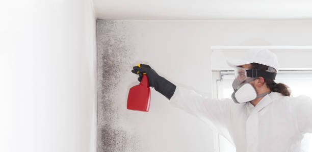 Trusted Chandler, AZ Mold Removal Experts