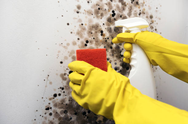 Best Mold Inspection  in Chandler, AZ