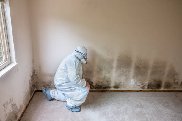 Best Office Mold Removal Services  in Chandler, AZ