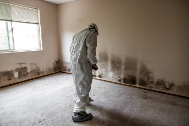 Best Local Mold Removal Service  in Chandler, AZ