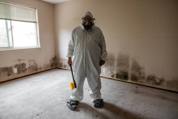 Best Toxic Mold Removal  in Chandler, AZ