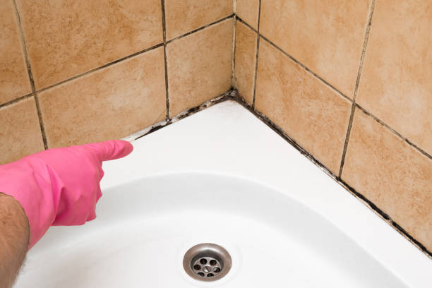 Home Mold Removal in Chandler, AZ